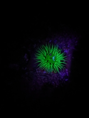 Anthopleura artemisia