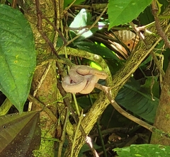 Bothriechis schlegelii