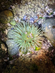 Anthopleura artemisia