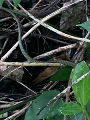 Dendrelaphis formosus