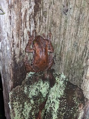 Osteocephalus taurinus