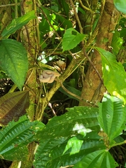 Bothriechis schlegelii