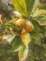 Crataegus mexicana