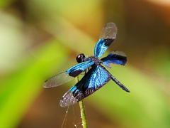 Rhyothemis resplendens