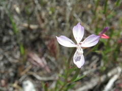 Clarkia similis