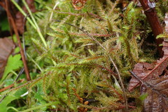 Rhytidiadelphus loreus