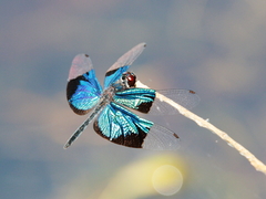 Rhyothemis resplendens
