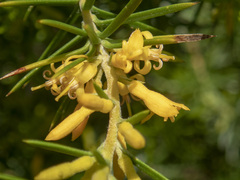 Persoonia juniperina