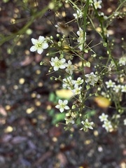 Neoalsomitra clavigera