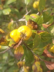 Crataegus mexicana