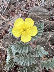 Tribulus