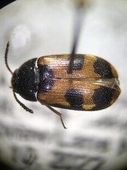 Mycetophagus