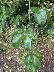 Neoalsomitra clavigera