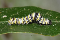 Egybolis vaillantina