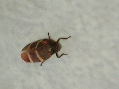 Aeneolamia albofasciata