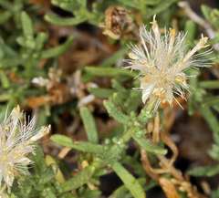 Ericameria cooperi