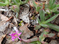 Carpobrotus modestus