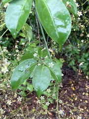 Neoalsomitra clavigera