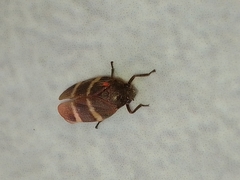 Aeneolamia albofasciata