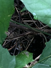 Dendrelaphis formosus