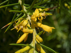 Persoonia juniperina