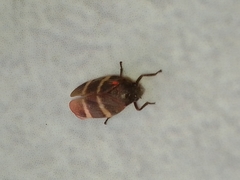 Aeneolamia albofasciata