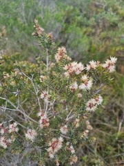 Melaleuca sieberi
