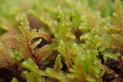 Stereodon subimponens