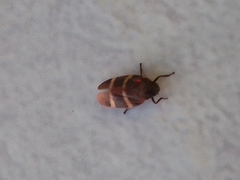 Aeneolamia albofasciata