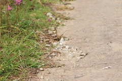 Papilio multicaudata multicaudata