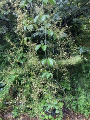 Neoalsomitra clavigera