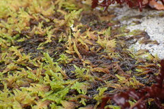 Stereodon subimponens