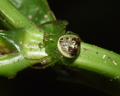 Diaea