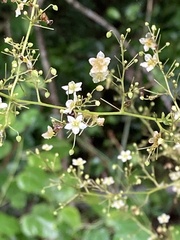 Neoalsomitra clavigera