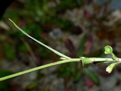Wahlenbergia violacea