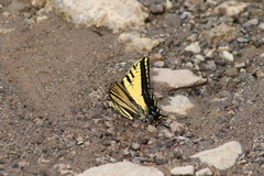 Papilio multicaudata multicaudata