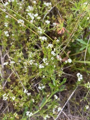 Asperula conferta