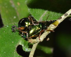 Colasposoma