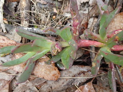 Carpobrotus modestus