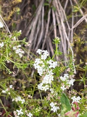 Asperula conferta