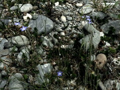 Wahlenbergia violacea