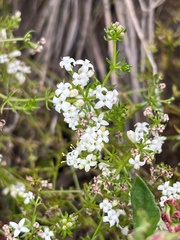 Asperula conferta