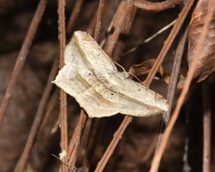 Chiasmia rectistriaria