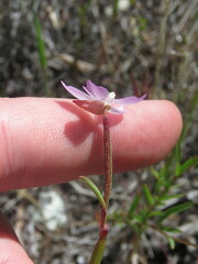Clarkia similis