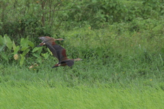 Dendrocygna javanica