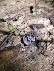 Geoscypha violacea