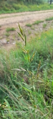 Bromus catharticus