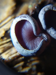 Geoscypha violacea