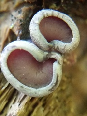 Geoscypha violacea