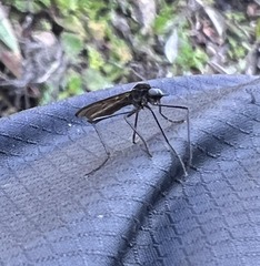 Penthetria neonigrita